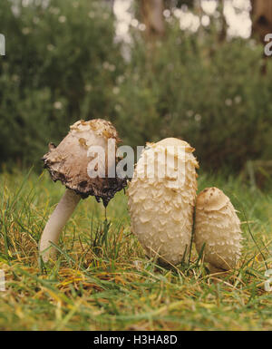 Avvocato parrucche (Coprinus comatus) Foto Stock