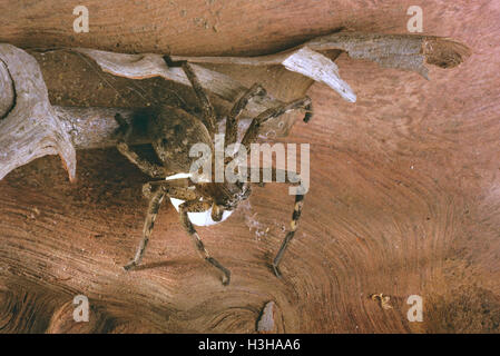 Bellissimo il badge huntsman spider (neosparassus calligaster) Foto Stock