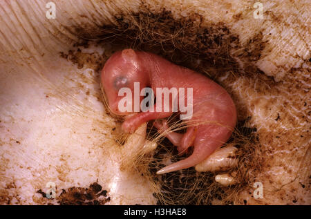 Canguro rosso (Macropus rufus), giovane di circa tre settimane, all'interno della borsa attaccata alla tettarella. Foto Stock
