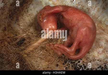 Kangaroo joey Macropus (sp). Foto Stock