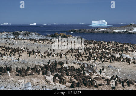 Adelie penguin (Pygoscelis adeliae) Foto Stock