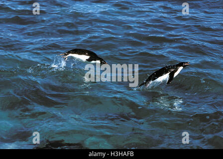 Adelie penguin (Pygoscelis adeliae) Foto Stock