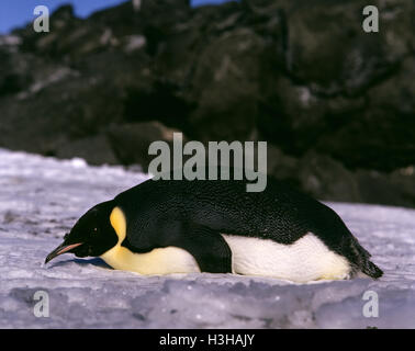 Pinguino imperatore (aptenodytes forsteri) Foto Stock