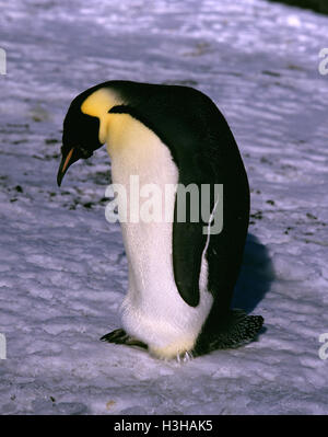 Pinguino imperatore (Aptenodytes forsteri) Foto Stock