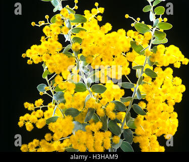 Queensland graticcio di argento (Acacia podalyriifolia) Foto Stock