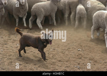 Cane domestico (canis familiaris) Foto Stock