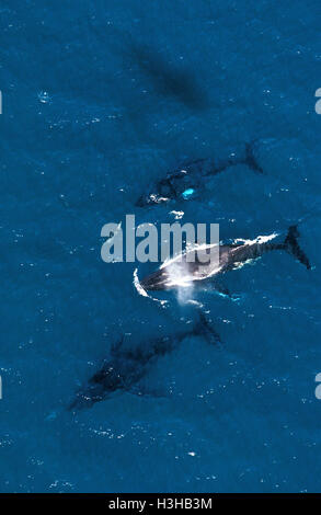 Humpback Whale (Megaptera novaeangliae) Foto Stock