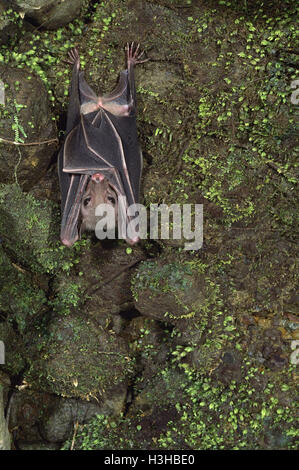 Geoffroy's roussette bat (rousettus amplexicaudatus) Foto Stock