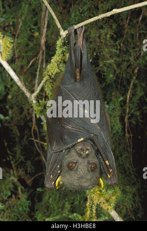 Tubo comune-frutta dal naso a bat (nyctimene albiventer) Foto Stock