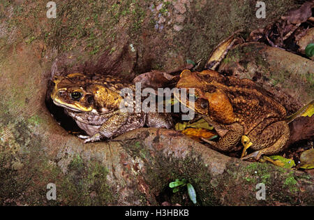 La canna da zucchero toad (rhinella marina) Foto Stock