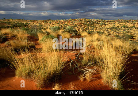 Spinifex Triodia (sp). Foto Stock