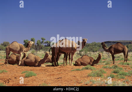 Dromedario (Camelus dromedarius) Foto Stock