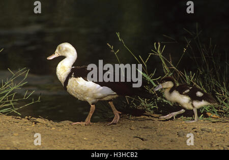 Shelduck radjah (Tadorna radjah) Foto Stock