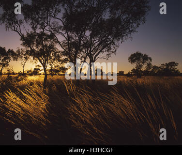 Spinifex Triodia (sp). Foto Stock