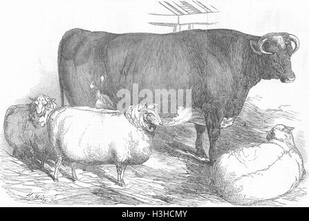 Animali Leicester, a sud verso il basso castrato; Short-Horn Ox 1849. Illustrated London News Foto Stock