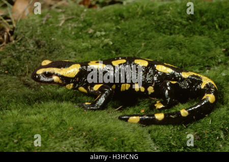 Salamandra pezzata (Salamandra salamandra) Foto Stock