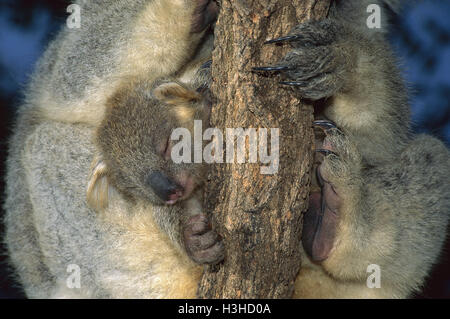 Koala (Phascolarctos cinereus) Foto Stock