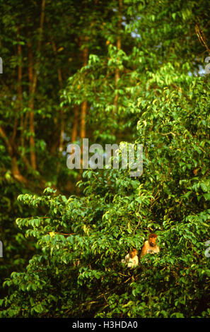 Proboscide di scimmia (Nasalis larvatus) Foto Stock