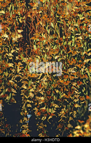 Monarca o Wanderer farfalle (plexippus Danaus plexippus) Foto Stock