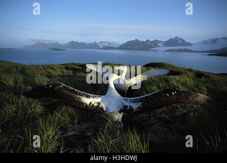 Albatro errante (diomedea exulans) Foto Stock