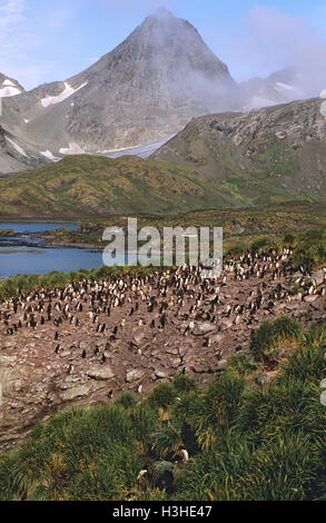 Maccheroni penguin (eudyptes chrysolophus) Foto Stock