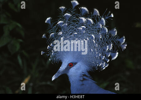 Victoria incoronato piccioni (goura victoria) Foto Stock