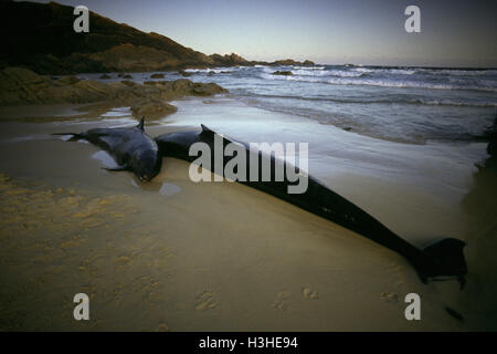Falso Killer Whale (pseudorca crassidens) Foto Stock