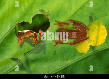 Arlecchino Flying Frog (rhacophorus pardalis) Foto Stock