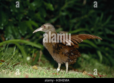 Lord Howe rampa (hypotaenidia sylvestris) Foto Stock