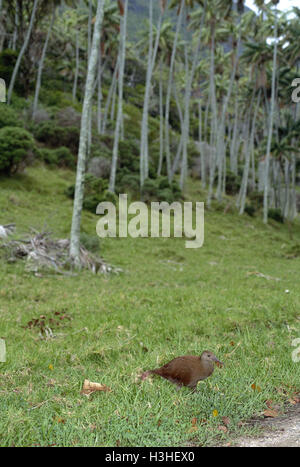 Lord Howe rampa (hypotaenidia sylvestris) Foto Stock