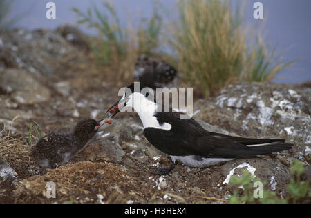 Fuligginosa Tern (sterna fuscata) Foto Stock