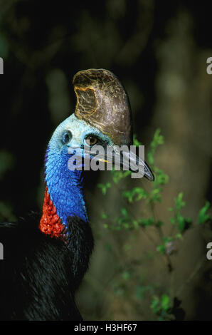 Casuario meridionale (casuarius casuarius) Foto Stock