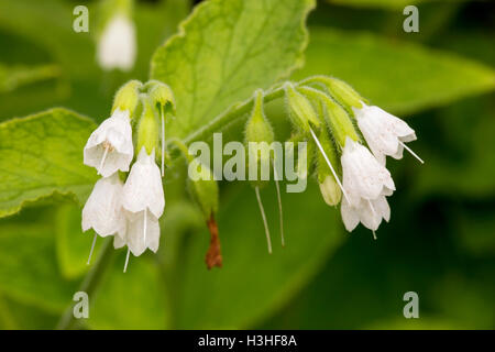 Comfrey comune (Symphytum officinale) fiore, crescendo nella siepe, Norfolk, Inghilterra Foto Stock