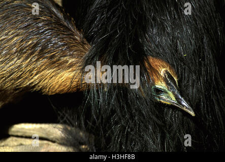Casuario meridionale (Casuarius casuarius) Foto Stock