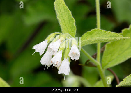 Comfrey comune (Symphytum officinale) fiore, crescendo nella siepe, Norfolk, Inghilterra Foto Stock