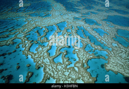 Hardy reef e le sue formazioni di corallo Foto Stock