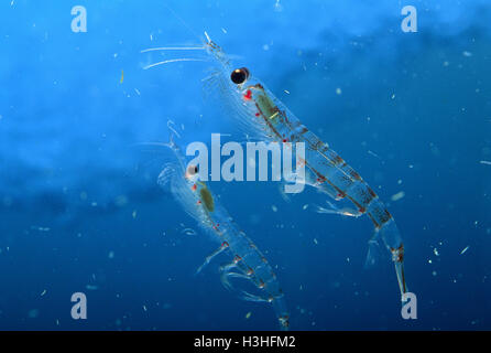 Krill antartico (Euphausia superba) Foto Stock