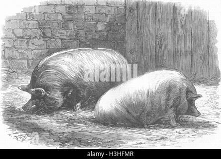 Suini Poissy Premio Yorks Bianco & Sussex pig 1862. Illustrated London News Foto Stock