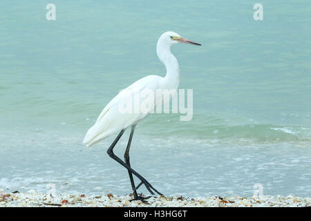 Reddish garzetta (Egretta rufescens) pale morph bird permanente sulla spiaggia vicino oceano, Florida, Stati Uniti d'America Foto Stock