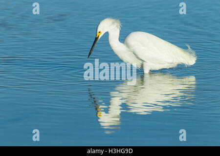 Snowy garzetta (Egretta thuja) adulto con attività di pesca in acque poco profonde, Florida, Stati Uniti d'America Foto Stock