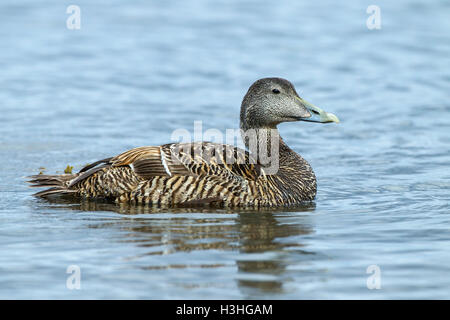 Eider comune (Somateria mollissima) femmina adulta nuoto su acqua sulla costa, Northumberland, Regno Unito Foto Stock