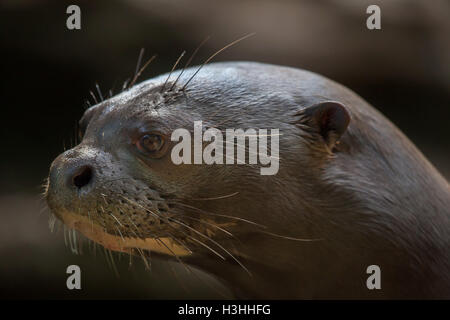 Lontra gigante (Pteronura brasiliensis), noto anche come il gigante Lontra di fiume. La fauna animale. Foto Stock