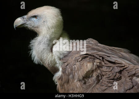 Grifone (Gyps fulvus). La fauna animale. Foto Stock