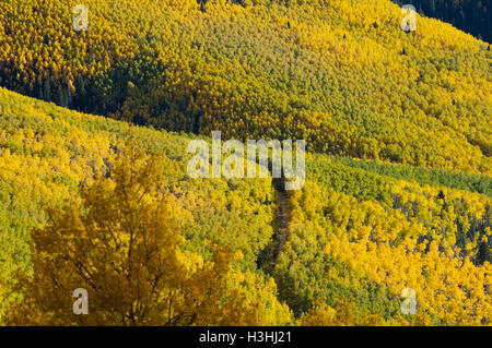 Di colore giallo brillante aspen alberi durante un autunno tramonto nel National Forest di Santa Fe, New Mexico Foto Stock