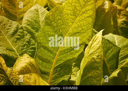 Campo di tabacco in estate, Amish country, Lancaster County, Pennsylvania, STATI UNITI D'AMERICA Foto Stock