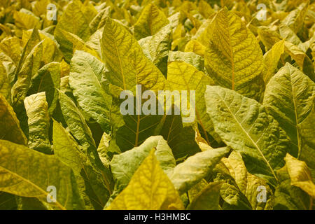 Campo di tabacco in estate, Amish country, Lancaster County, Pennsylvania, STATI UNITI D'AMERICA Foto Stock