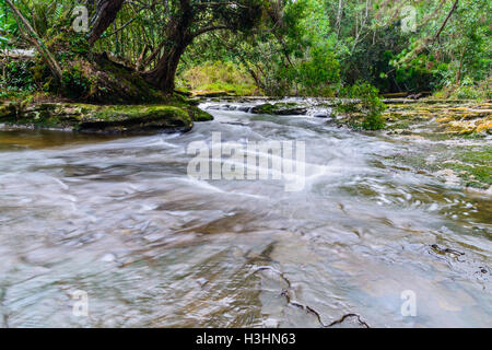 Flusso nella foresta tropicale di Phu Kradueng national park, Loei Thailandia. Foto Stock