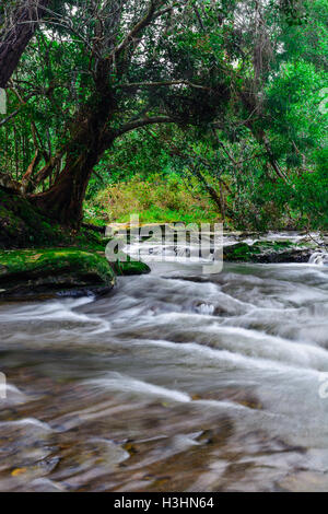 Flusso nella foresta tropicale di Phu Kradueng national park, Loei Thailandia. Foto Stock