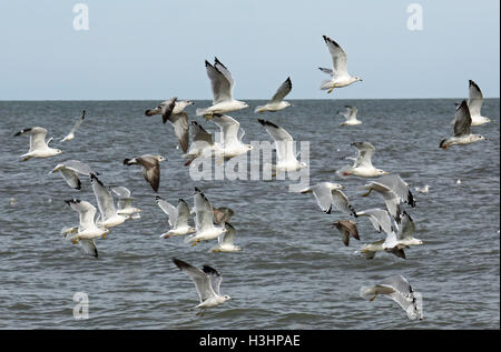 Gabbiani volando a bassa quota sopra il Lago Erie Foto Stock