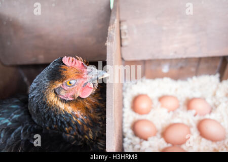 Il mio pollo nel suo nido con recentemente posati le uova nel mio piccolo giardino per il mio uso personale,l'utilizzo,nel villaggio rurale,West,Galles. Foto Stock